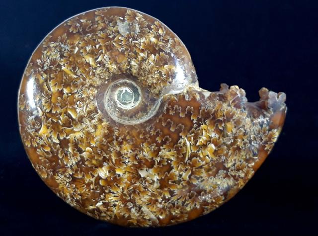 Cleoniceras (Grycia) cf. besairiei COLLIGNON 1949 - Bild © FossNet FossilienStore